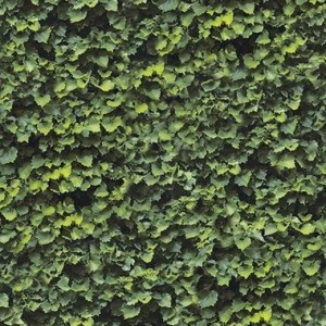 LIMPHA ARBOREA RT 120x278 6MM - CASALGRANDE PADANA 011570023
