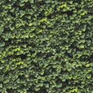 Limpha Arborea – 120x278, 6mm