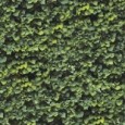 Limpha Arborea – 120x278, 6mm