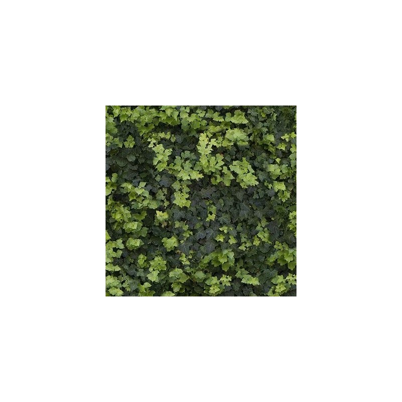 Limpha Helix SQ 120x278